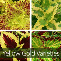 Yellow-Gold Varieties