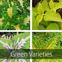 Green Varieties