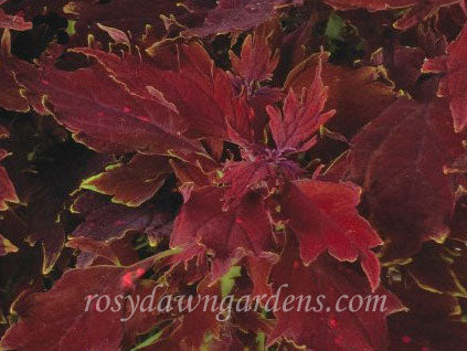 Downtown Dallas - Rosy Dawn Gardens