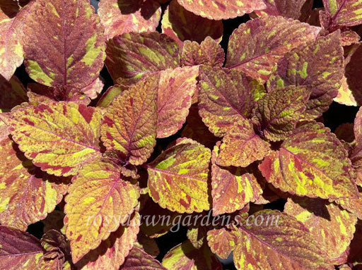 ターニングポイント ポジトロン　マーカス・コウ　マーブルカラー　marble Zolatone 30 Marble Stone - Gallon - ZT-30-63-1G | Car Paint Finish