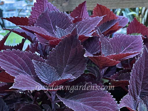 Midnight Majesty - Rosy Dawn Gardens