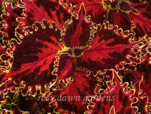 solar flare succulent Solar Flare
