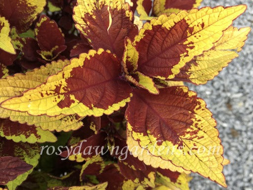 pineapple plant care yellow leaves Pineapple Express