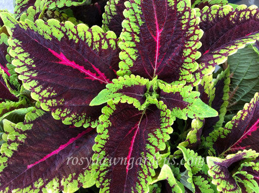 alligator plant indoor or outdoor Alligator Alley