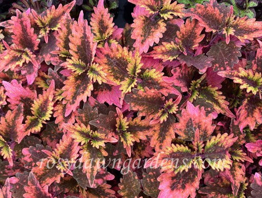 coleus under the sea fish net Fishnet Stockings Rosy Dawn Gardens Coleus, Under The Sea Pink