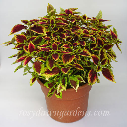 Beckwiths Gem Coleus | RosyDawnGardens.com - Rosy Dawn Gardens