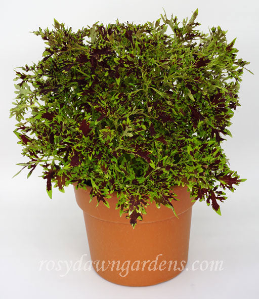 Black Lace Coleus | RosyDawnGardens.com - Rosy Dawn Gardens