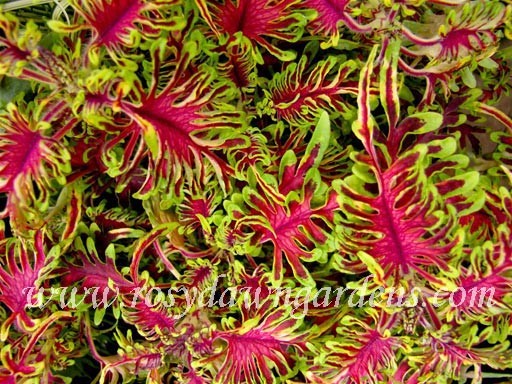 Under The Sea Bone Fish Coleus | RosyDawnGardens.com - Rosy Dawn