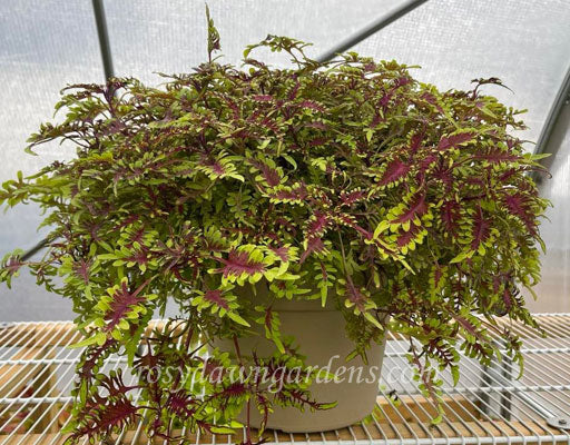 Under The Sea Bone Fish Coleus | RosyDawnGardens.com