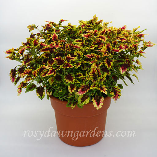 Caracas Coleus | RosyDawnGardens.com - Rosy Dawn Gardens