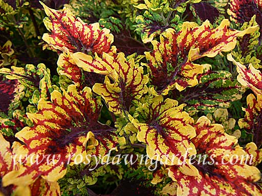 Caracas Coleus | RosyDawnGardens.com - Rosy Dawn Gardens