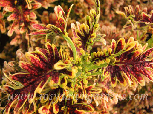 Copper Coral - Rosy Dawn Gardens