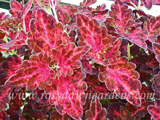 Cranberry Sun Coleus | RosyDawnGardens.com - Rosy Dawn Gardens