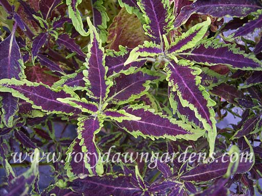Darth Vader Coleus | RosyDawnGardens.com