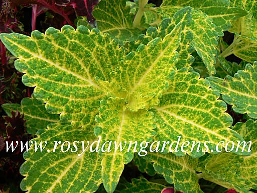 Electric Lime Coleus | RosyDawnGardens.com