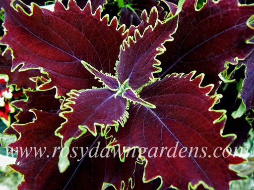 Felix Coleus | RosyDawnGardens.com - Rosy Dawn Gardens