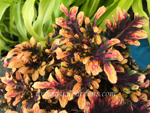 fire coral plant succulent Fire Coral