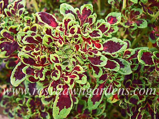 Fire Fingers Coleus | RosyDawnGardens.com