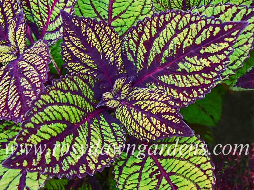 coleus under the sea fish net Fishnet Stockings