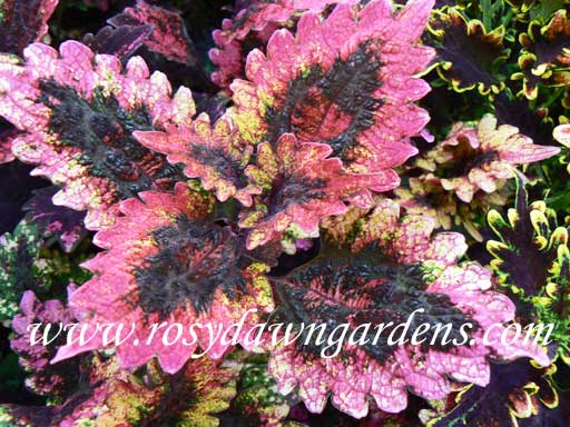 Florida Sun Rose Coleus | RosyDawnGardens.com - Rosy Dawn Gardens