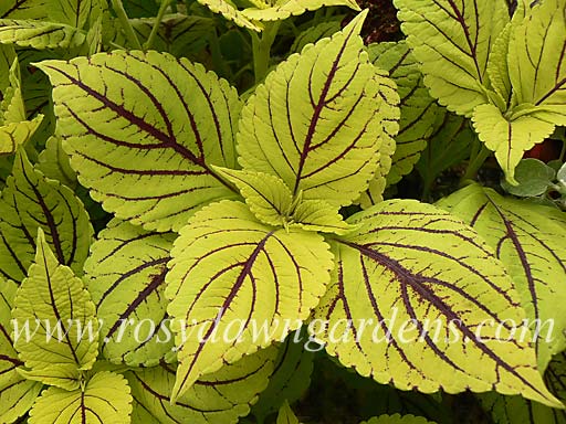 Gays Delight Coleus | RosyDawnGardens.com