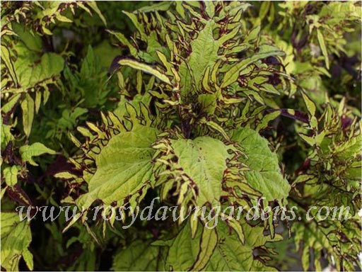 succulent that looks like sea anemone Under The Sea Gold Anemone Coleus | RosyDawnGardens.com