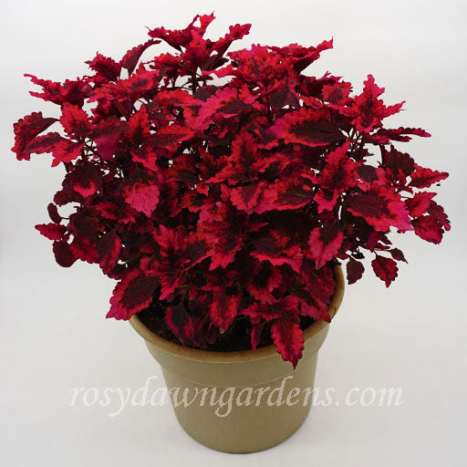 sauce plant Hot Sauce Coleus | RosyDawnGardens.com