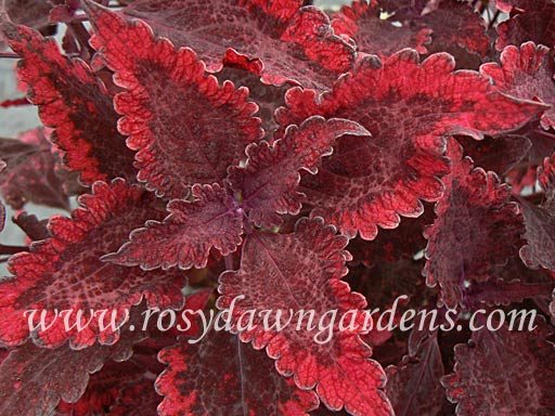 sauce plant Hot Sauce Coleus | RosyDawnGardens.com