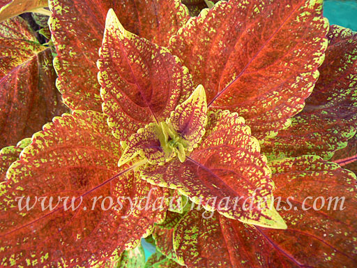 Juicy Lucy Coleus | RosyDawnGardens.com - Rosy Dawn Gardens