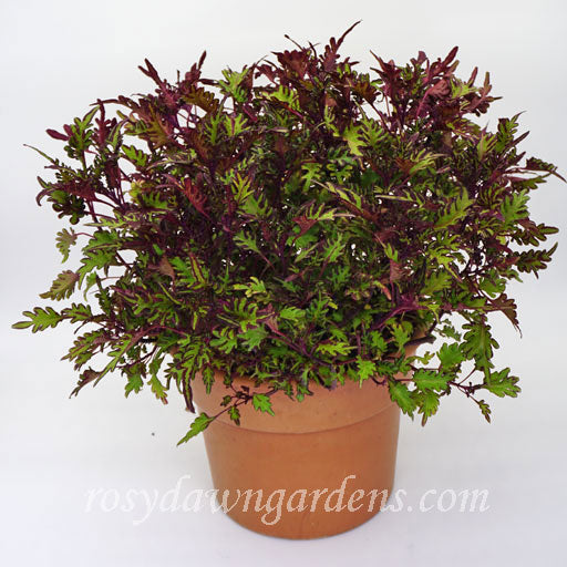 Under The Sea Lime Shrimp Coleus | RosyDawnGardens.com - Rosy Dawn