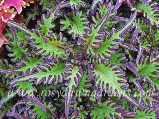Under The Sea Lime Shrimp Coleus | RosyDawnGardens.com - Rosy Dawn