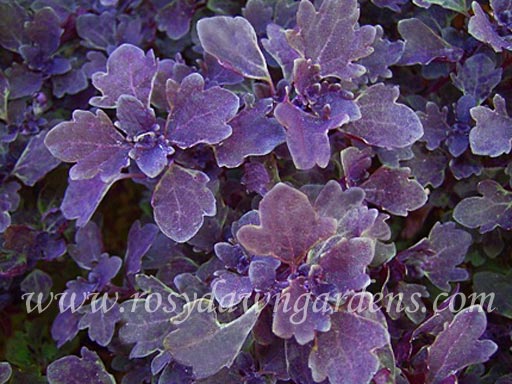 Purple Duckfoot