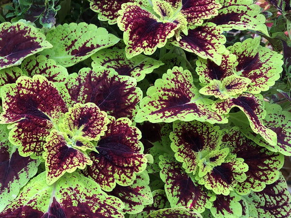 Raspberry Tart - Rosy Dawn Gardens