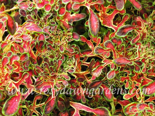 red coral succulent Under The Sea Red Coral Coleus | RosyDawnGardens.com