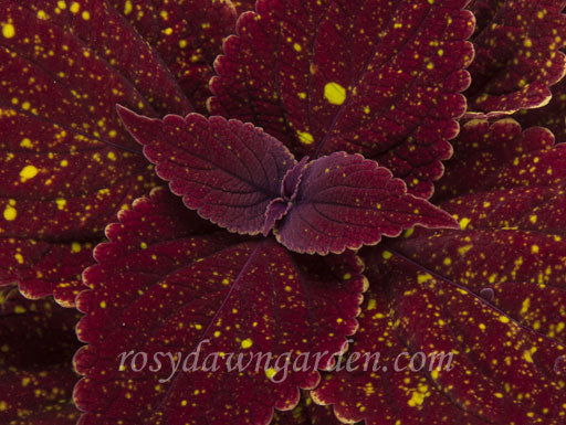 Moondust - Rosy Dawn Gardens