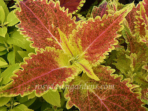 maroon tiger lily Tigerlily Coleus | RosyDawnGardens.com
