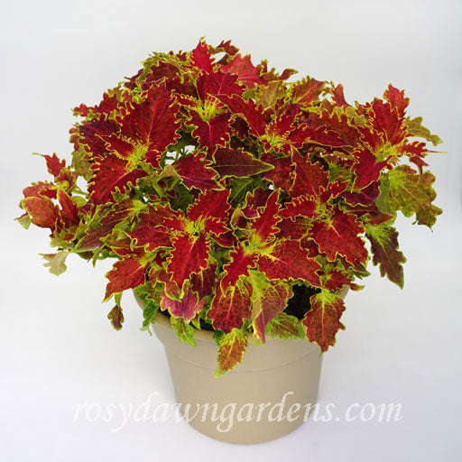 red and yellow tiger lily Tigerlily Coleus | RosyDawnGardens.com
