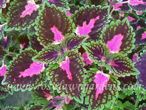 Trailing Queen Coleus | RosyDawnGardens.com - Rosy Dawn Gardens