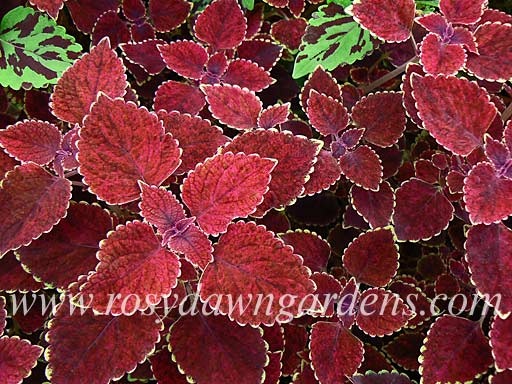 trailing red succulent Trailing Red Coleus | RosyDawnGardens.com