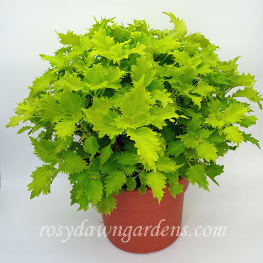 Wasabi Coleus | RosyDawnGardens.com