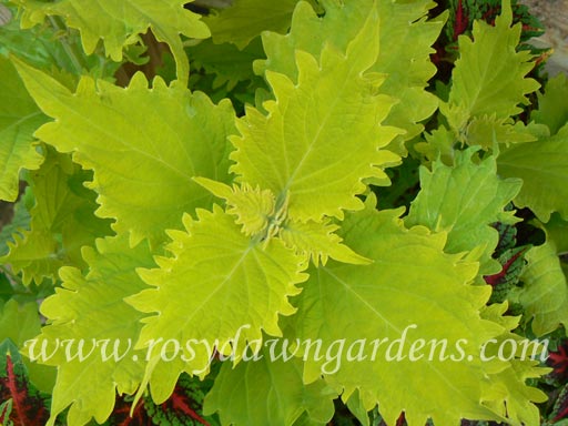 Wasabi Coleus | RosyDawnGardens.com