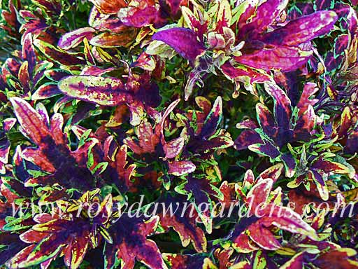 Wildstreak Coleus | RosyDawnGardens.com - Rosy Dawn Gardens