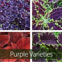 Purple-Burgundy Varieties