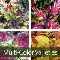 Multi-Colored Varieties
