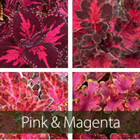 Pink-Magenta Varieties