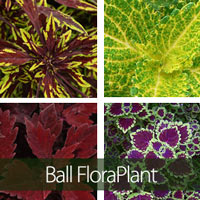 Ball FloraPlant