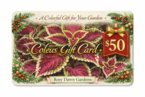 $50 Rosy Dawn Gift Card