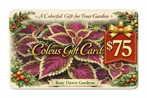 $75 Rosy Dawn Gift Card