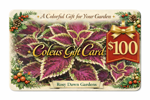 $100 Rosy Dawn Gift Card