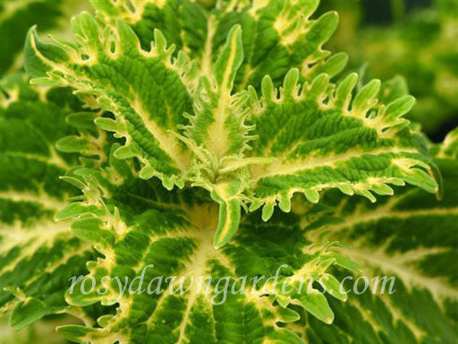 Yellow & Gold Coleus Catalog | RosyDawnGardens.com: Coleus Growing